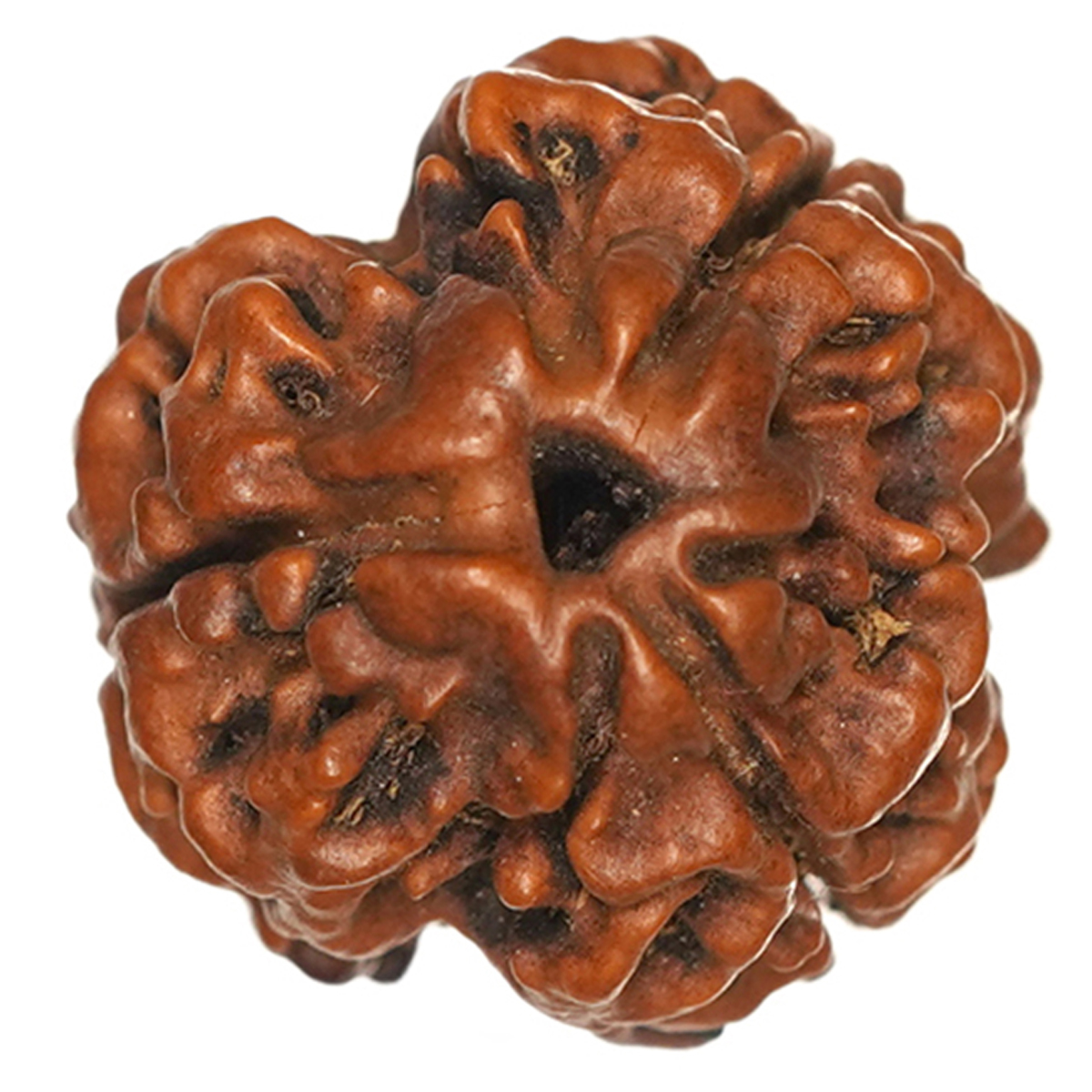 3 mukhi.jpg