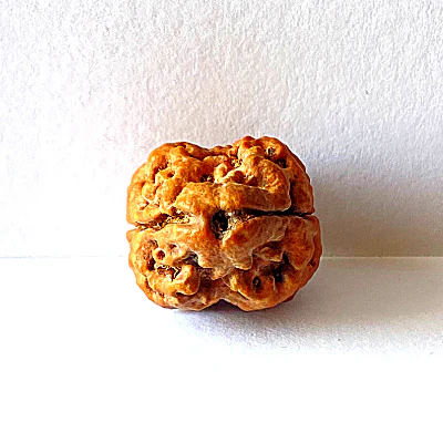 2-mukhi-rudraksha.webp