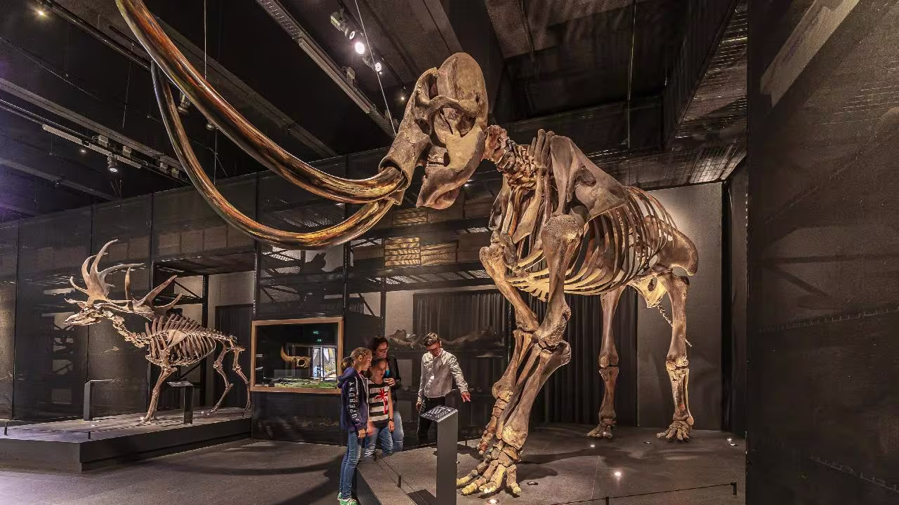 Museum bezoekers bekijken het imposante skelet van een mammoet in een modern museumzaal met houten balken aan het plafond.