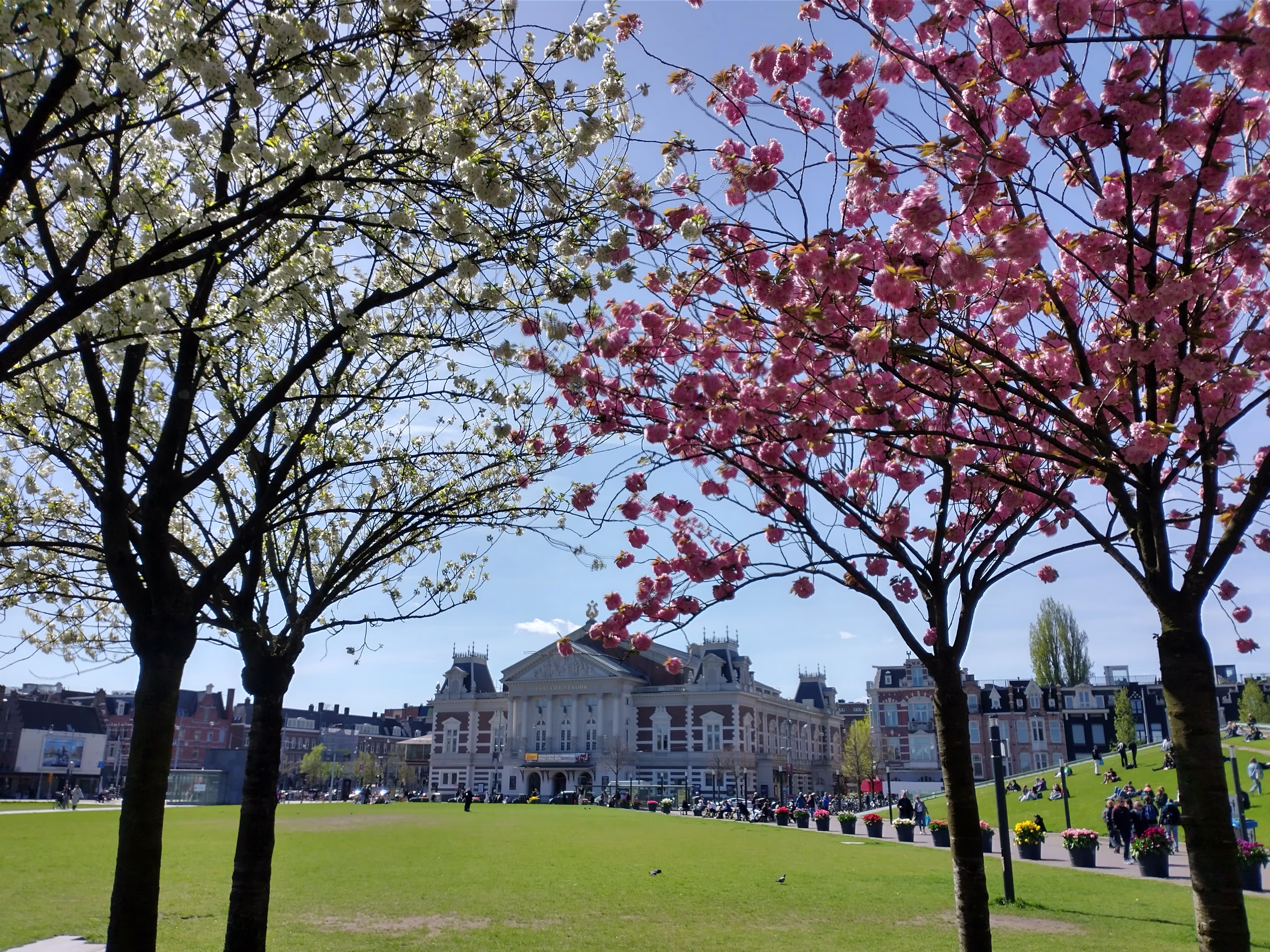 Een klassiek concertgebouw met bloeiende roze bloesembomen op een groen plein in het voorjaar met bezoekers.