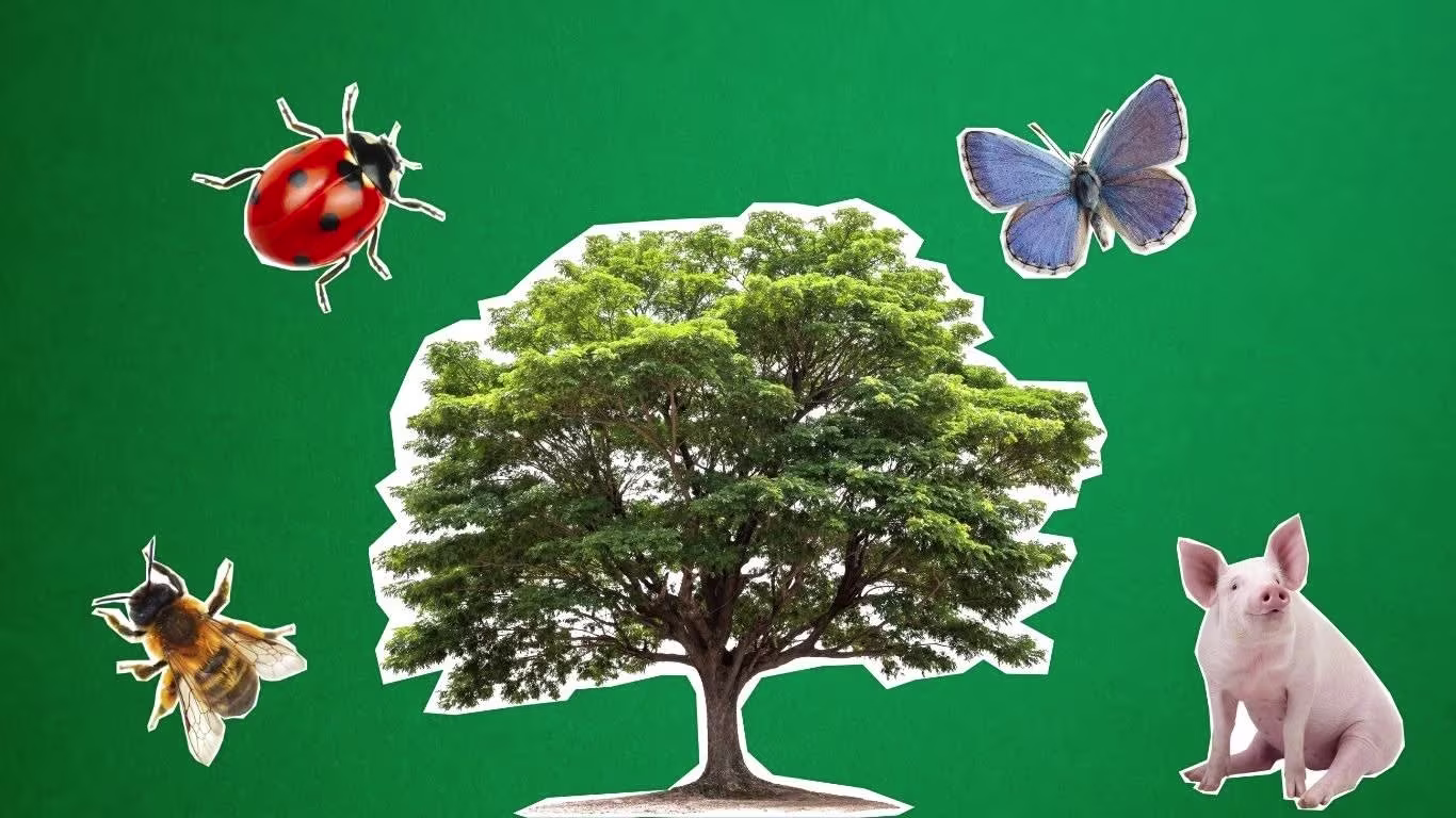 A collage featuring a tree, a ladybug, a bee, a butterfly, and a pig on a green background.