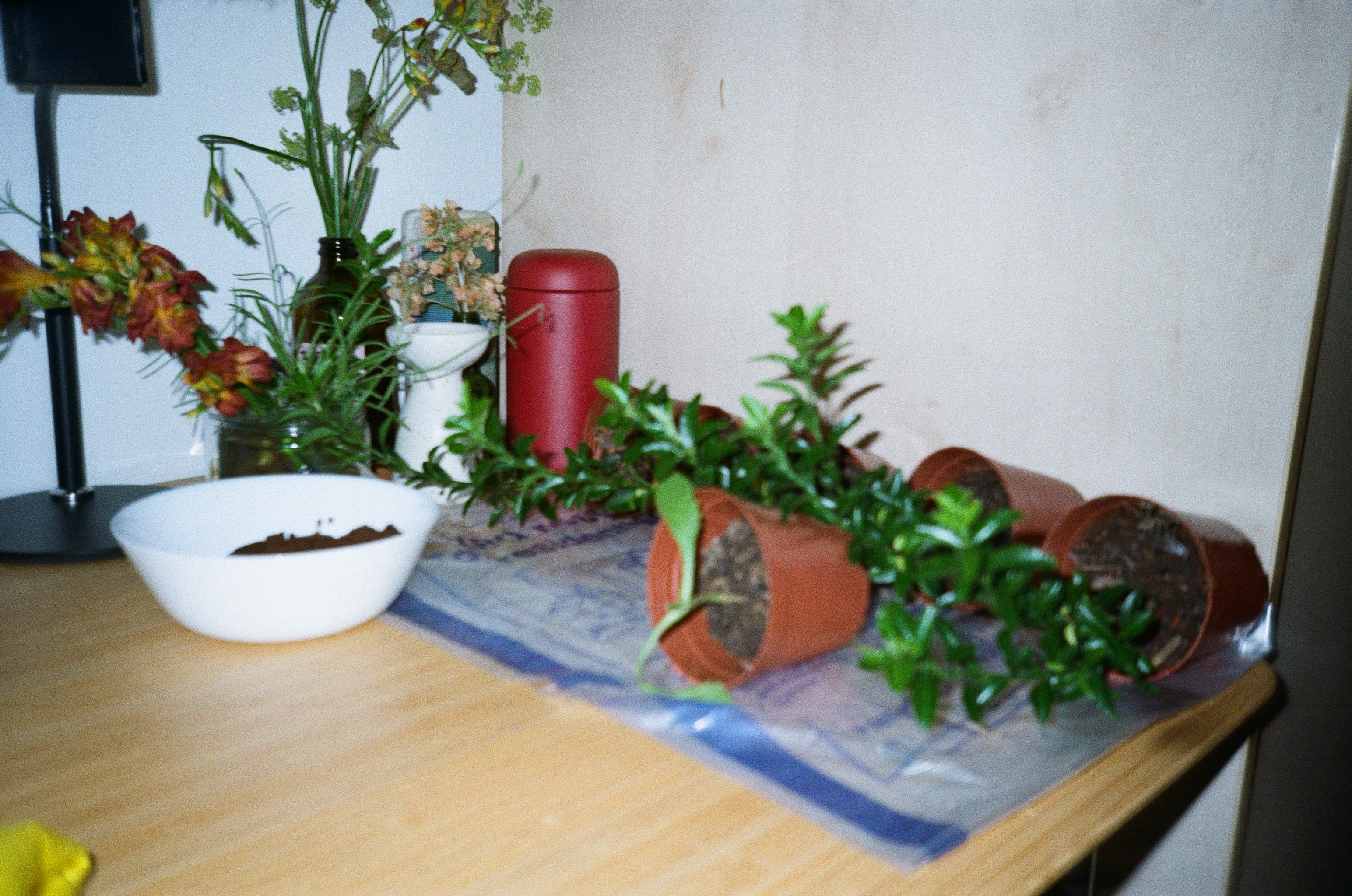 Various potted plants on a table