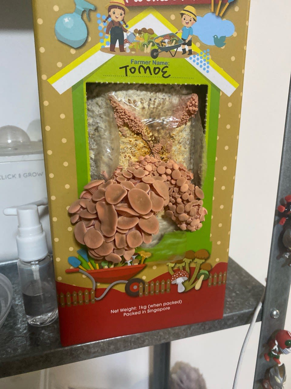 pink oyster mushrooms fruiting from a grow kit. Some mushrooms are beginning to show their caps.