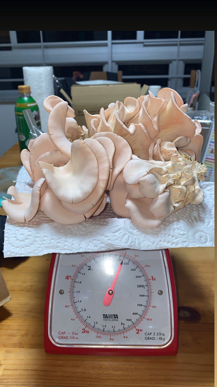 Pastel pink oyster mushrooms on a red weighing scale