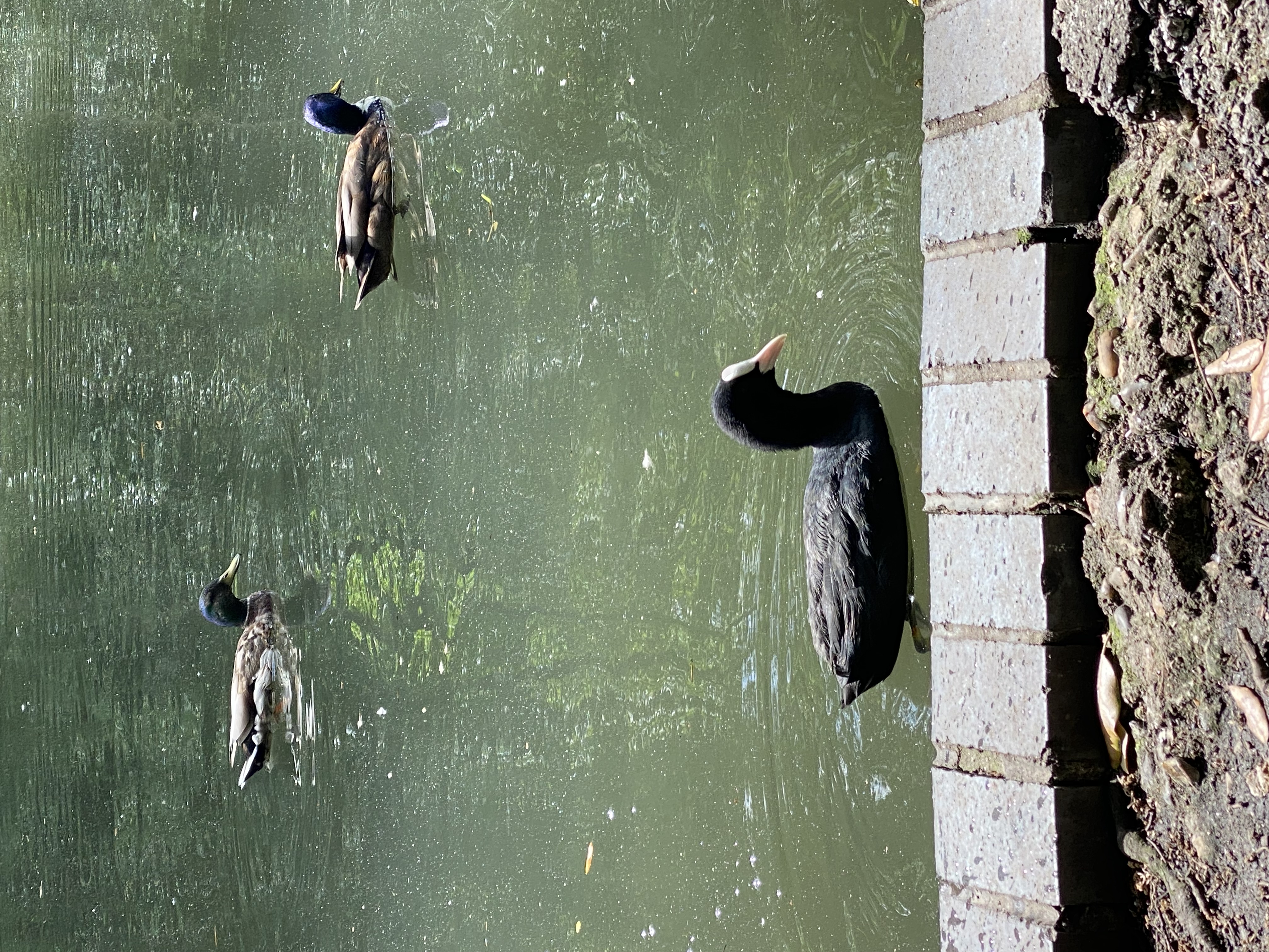 Mallards and a coot