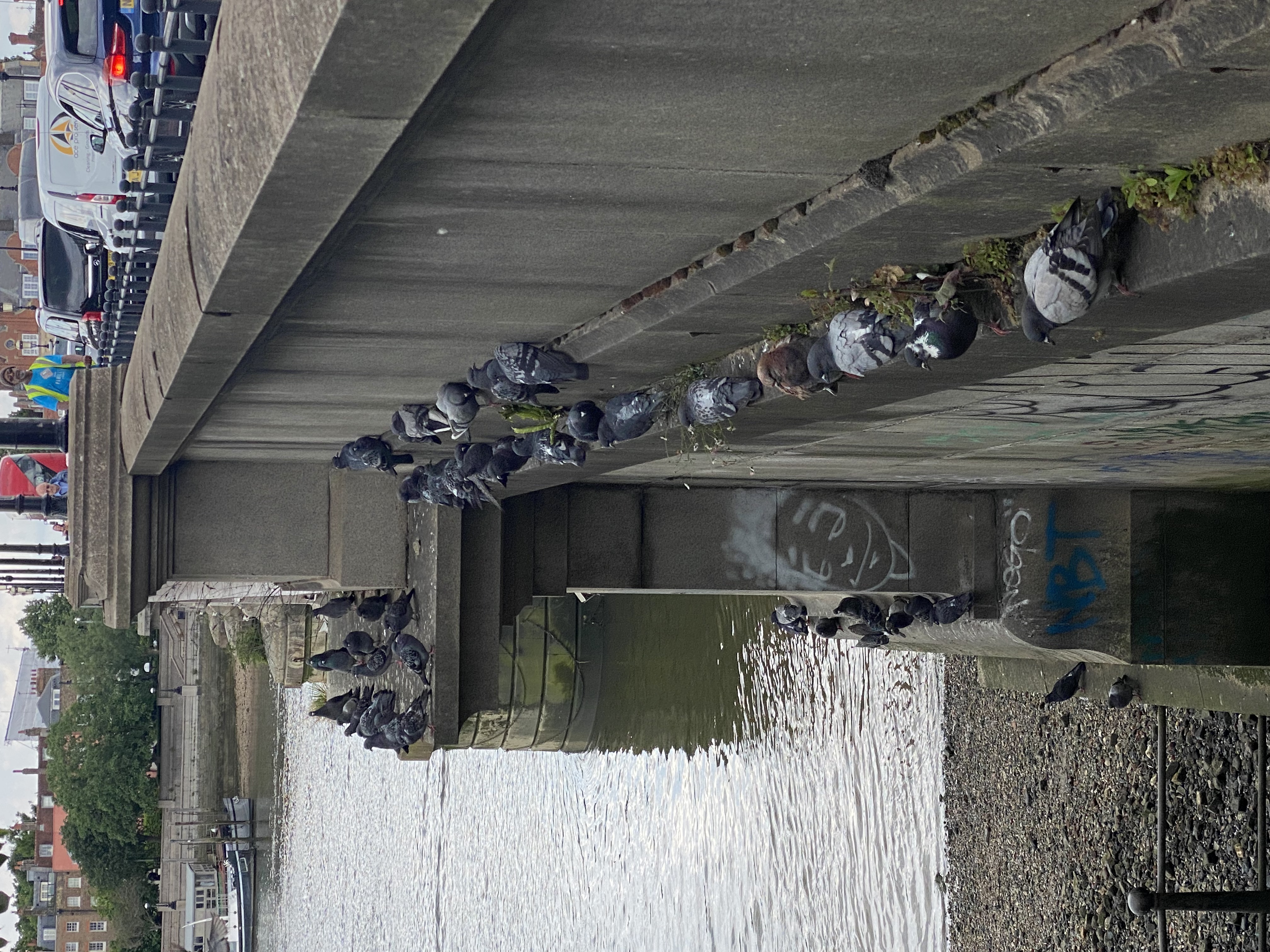 Pigeons huddled on a ledge at Battersea Bridge