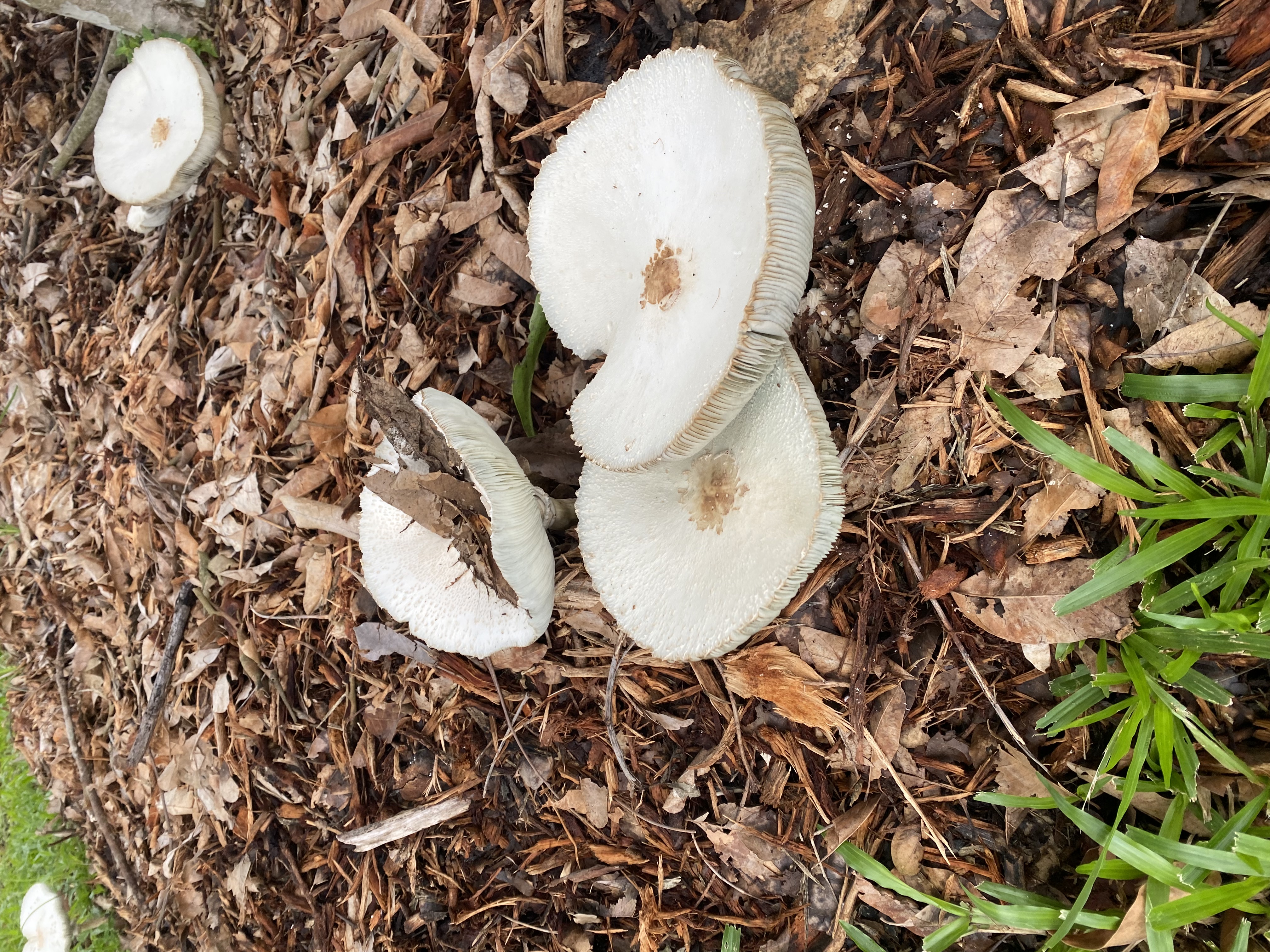 Unknown mushrooms