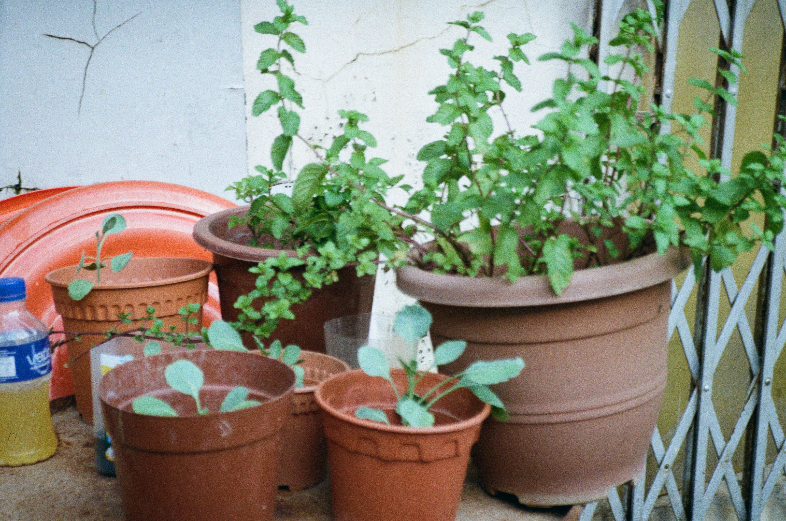 Various potted plants arranged on round block of wood, backed against a wall. A red washbasin and a metal lattice gate are in the background.