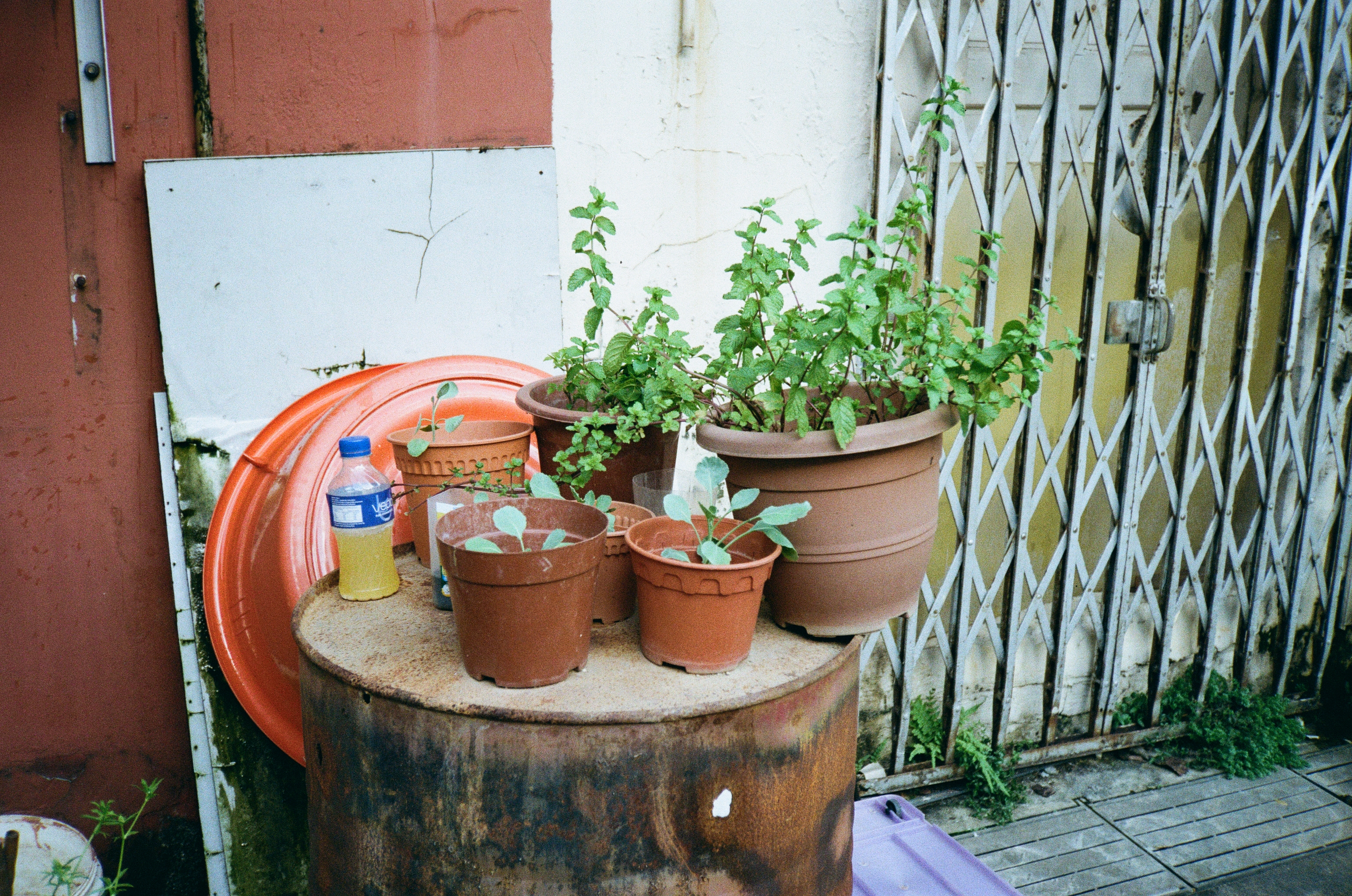 Various potted plants arranged on round block of wood, backed against a wall. A red washbasin and a metal lattice gate are in the background.