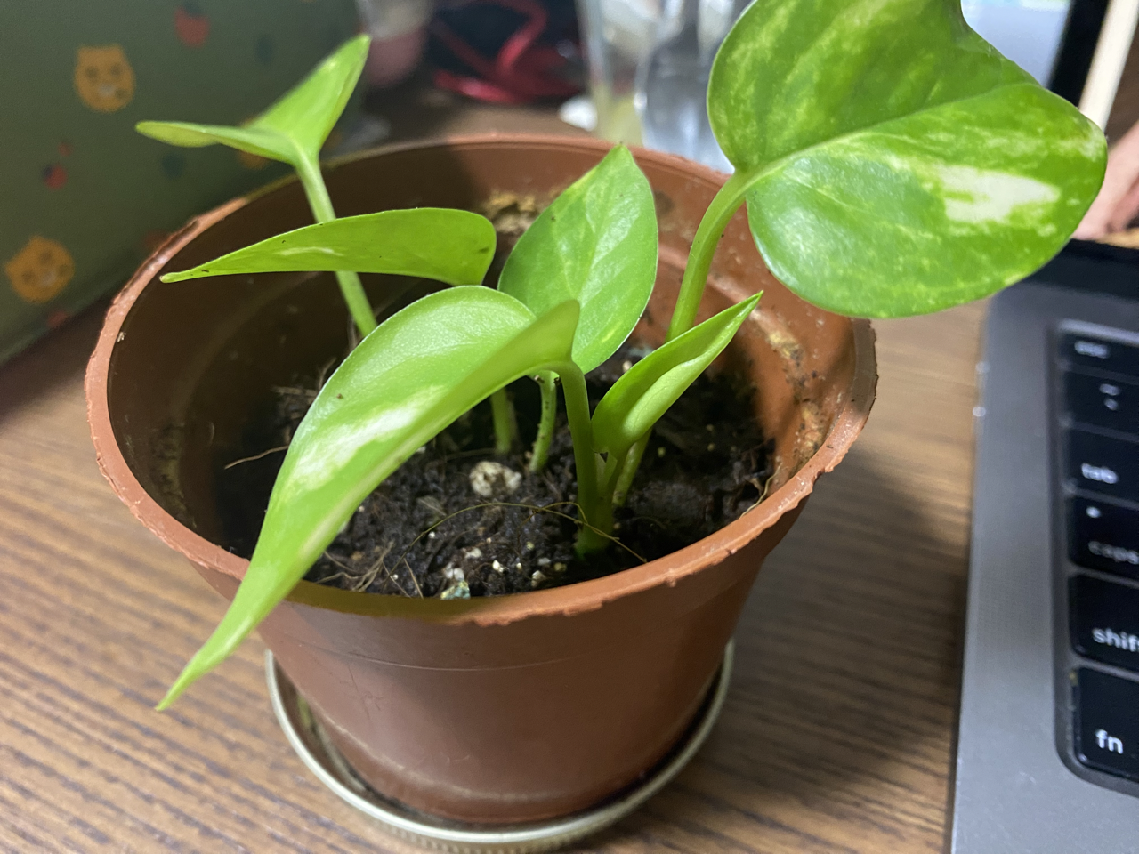 Pothos cuttings in a pot with one leaf unfurling