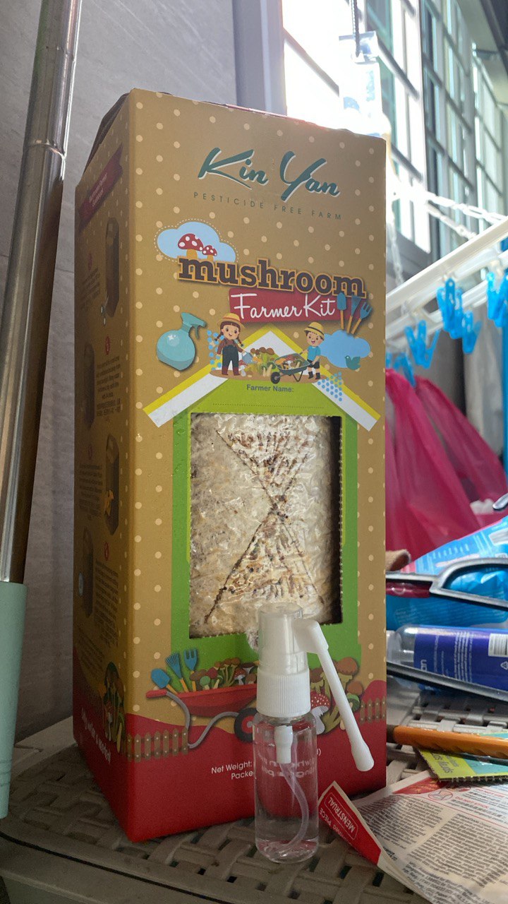 Mushroom grow kit with an X slit cut into the plastic to allow mushrooms to grow