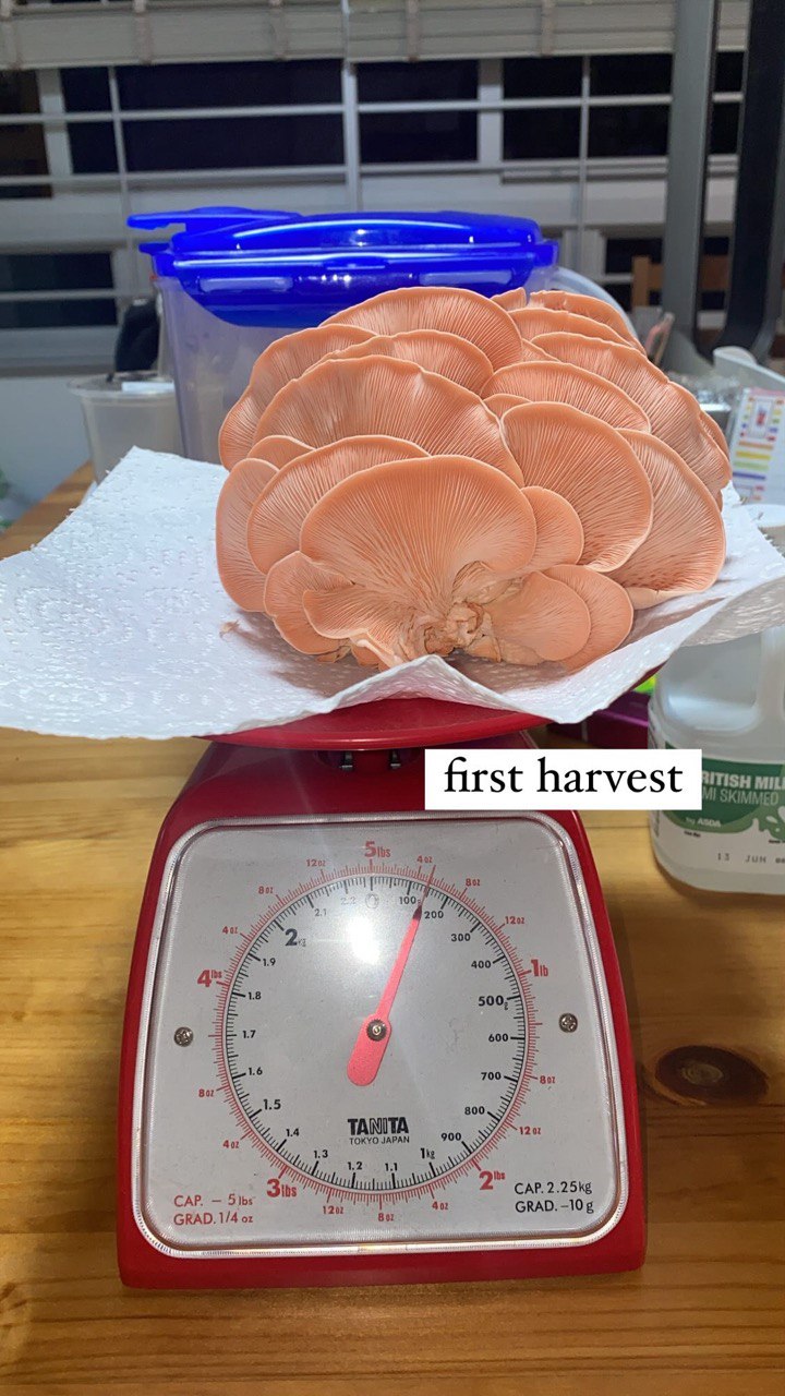 Pink oyster mushrooms on a red weighing scale