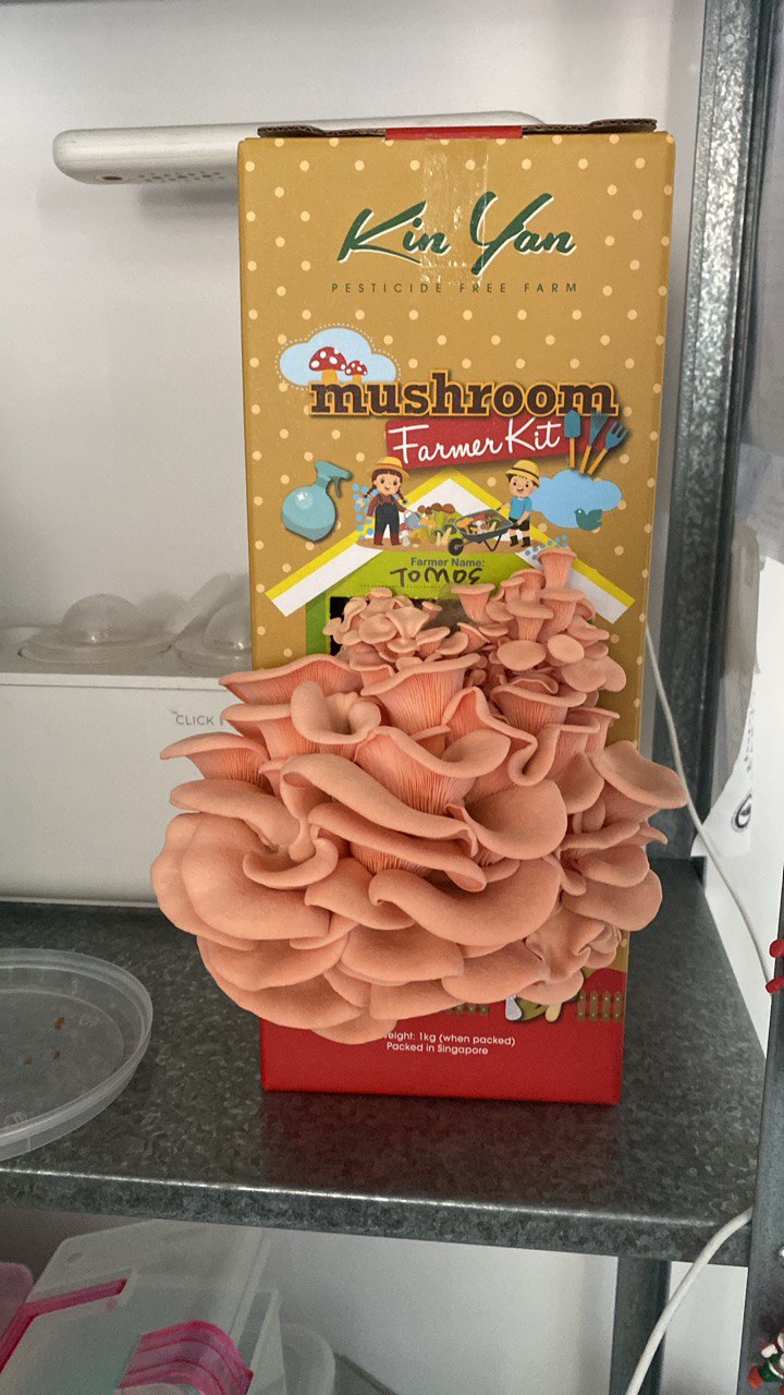 Pink oyster mushrooms growing