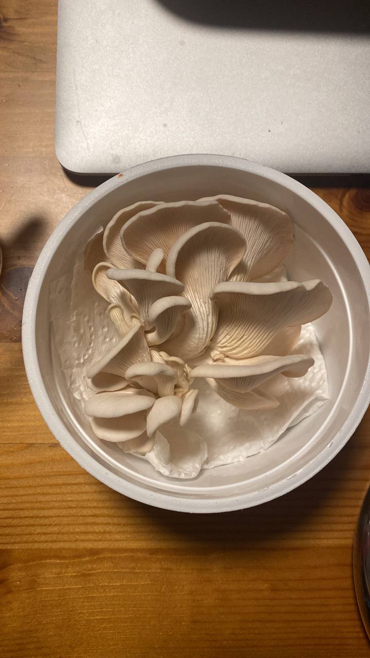 Oyster mushrooms in a yogurt tub