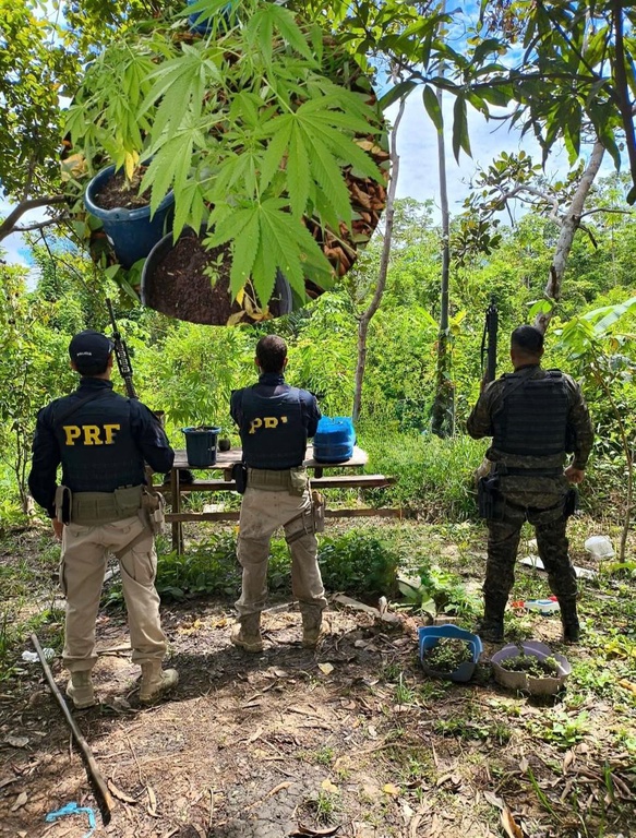 As equipes localizaram quatro mudas de plantas com características idênticas à Cannabis sativa