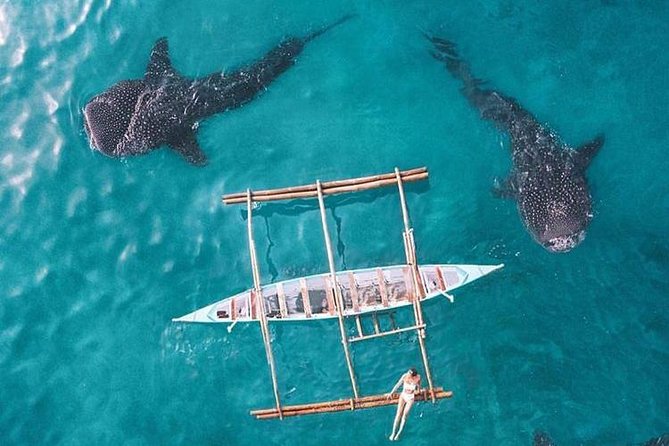 Whale Shark, Tumalog Falls, Sumilon, Pescador Island 2026 - Cebu ...