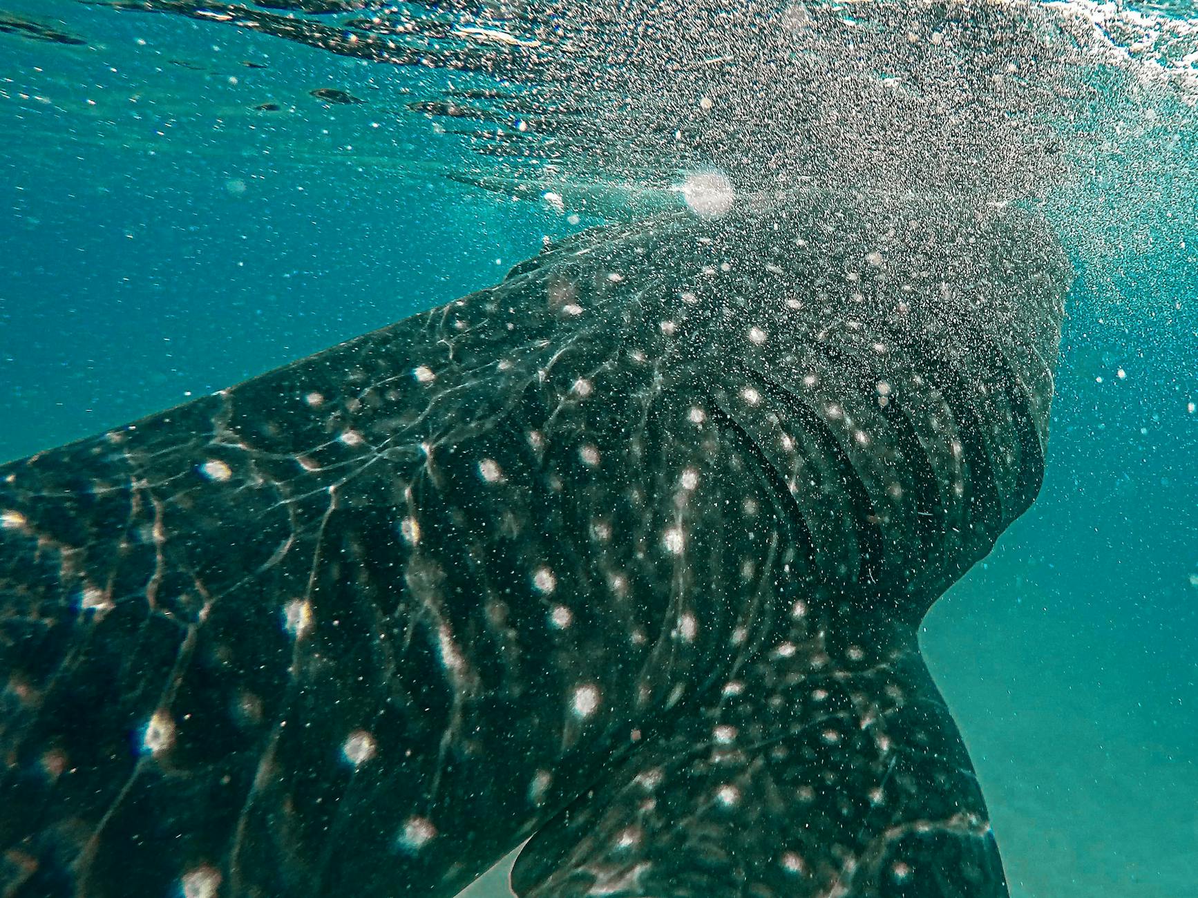 Close-up view of a majestic whale shark swimming underwater in Cebu, Philippines.