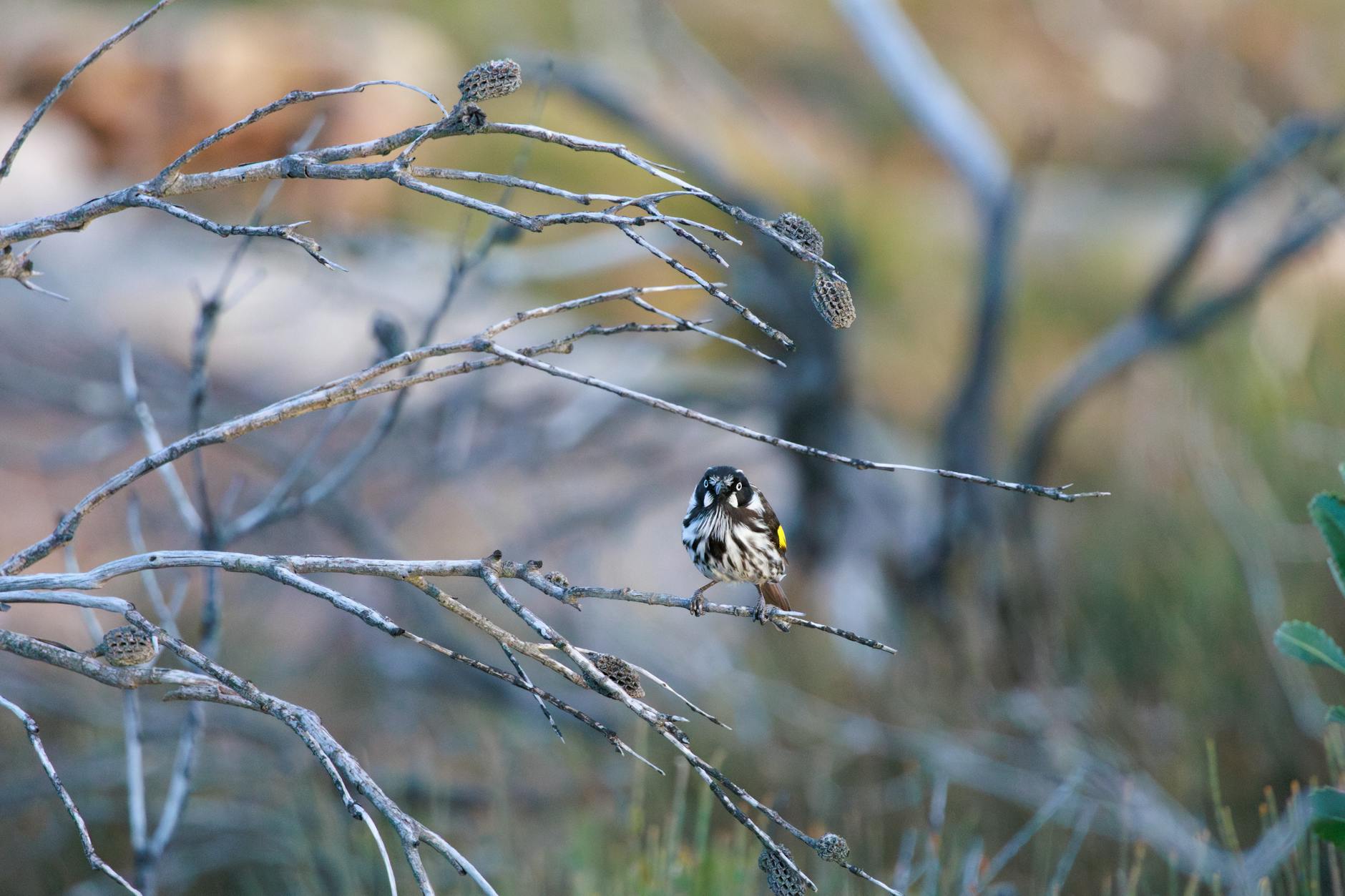 A New Holland Honeyeater perched on a branch in Royal National Park, Australia.