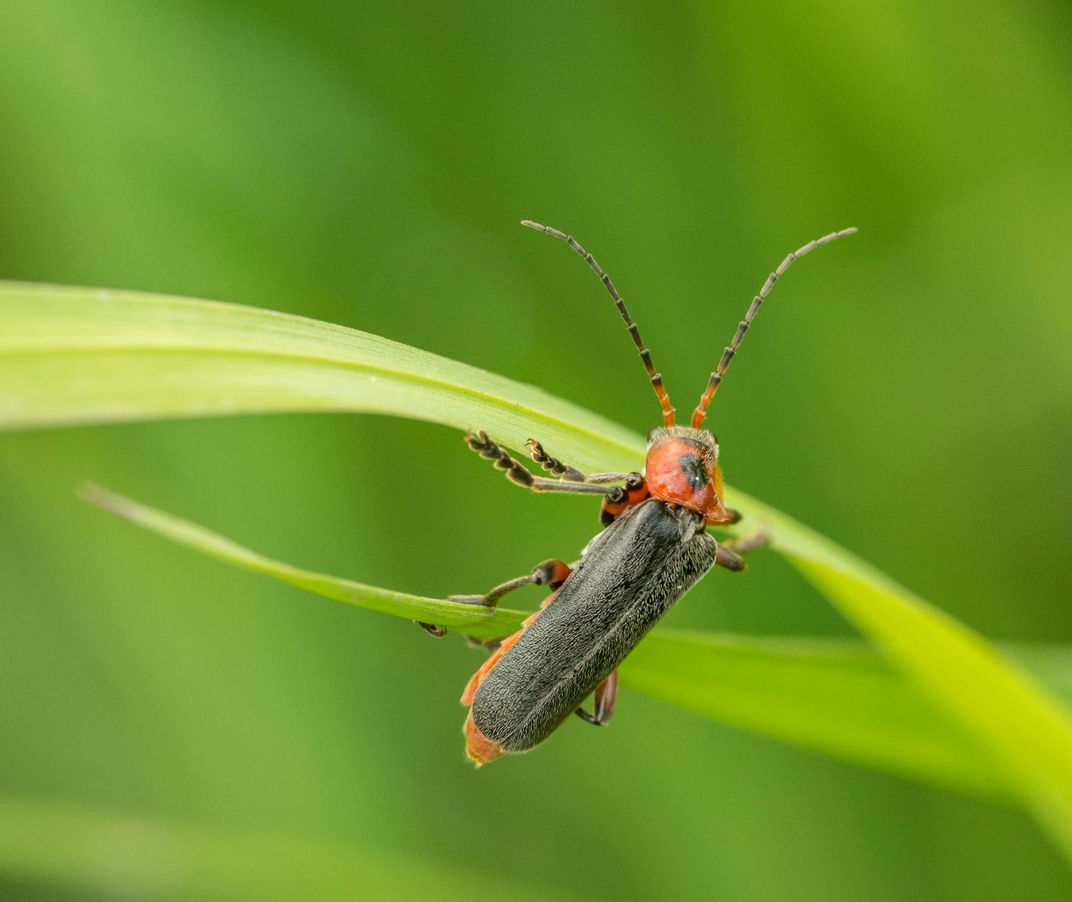 Close-up of a firefly perched on a green leaf, showcasing its intricate detail and natural habitat.