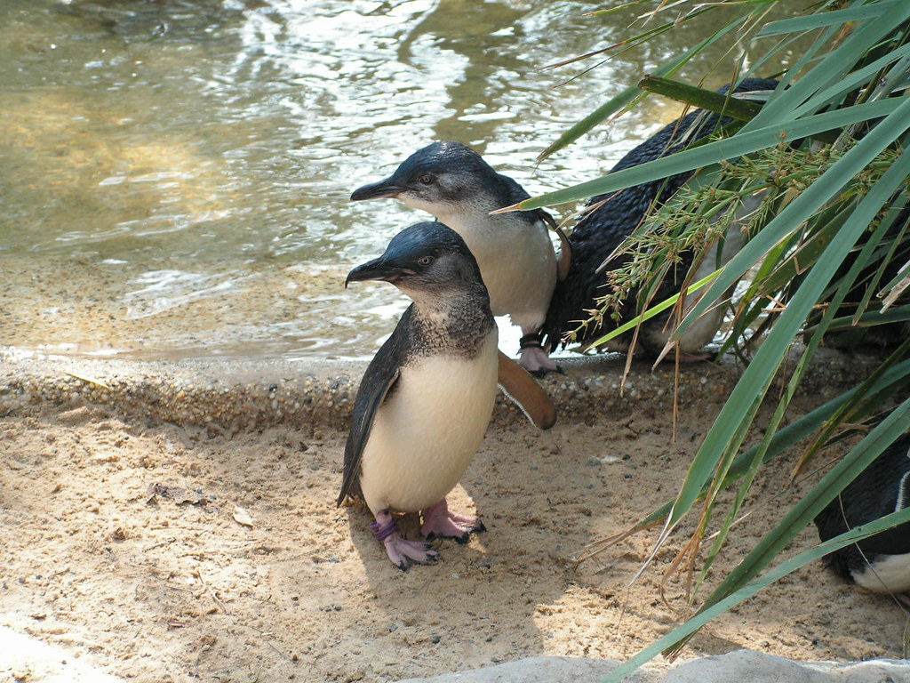 Penguins from Featherdale Wildlife Park