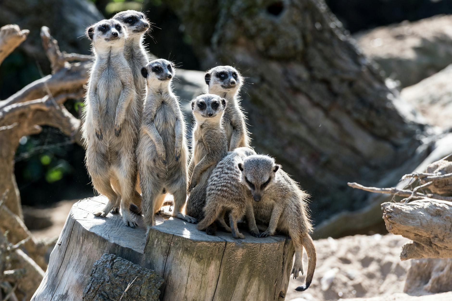 A family of meerkats standing alert on a tree stump in Dresden Zoo.