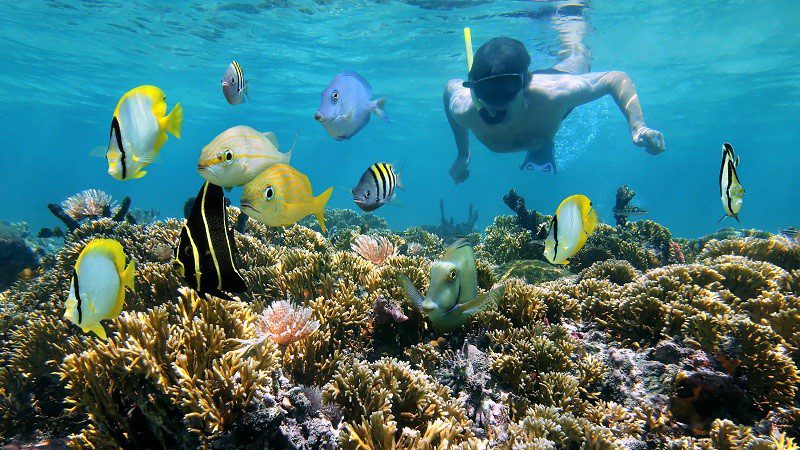 Snorkelling in the Great Barrier Reef | Intrepid Travel Blog - The ...