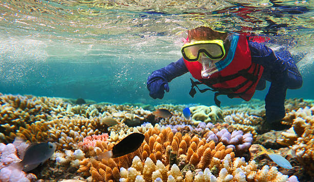 3,500+ Great Barrier Reef Snorkel Stock Photos, Pictures & Royalty ...