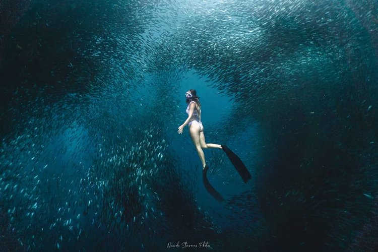 [실속에실속] 나팔링 정어리떼 현지 모습