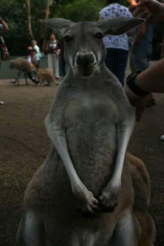 페더데일 동물원 추천 여행지