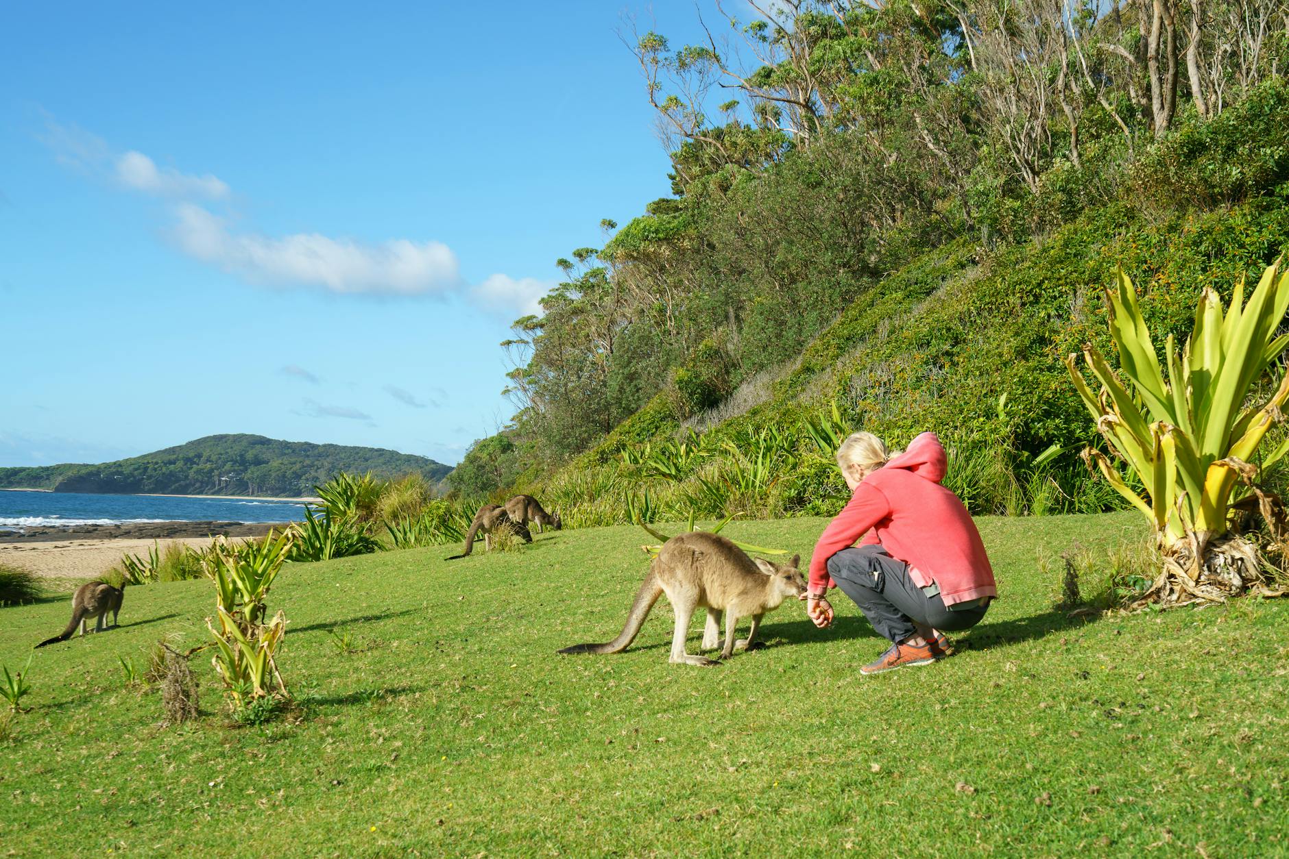 세미프라이빗 감성투어｜단독 맛집·펠리컨  감성 포토존+야생 사파리+펭귄퍼레이드｜필립섬 투어