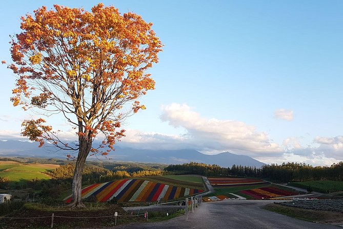 [흰그림자투어 ONLY] 준페이 자동 예약 확정! 비에이 후라노 버스투어