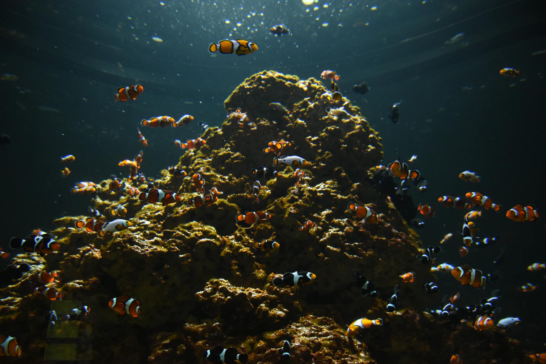 [특가★][파타야 출발]니모섬 스노쿨링(1일 정원제한)(수중촬영)