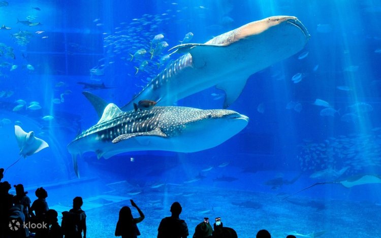 츄라우미 만좌모 파인애플