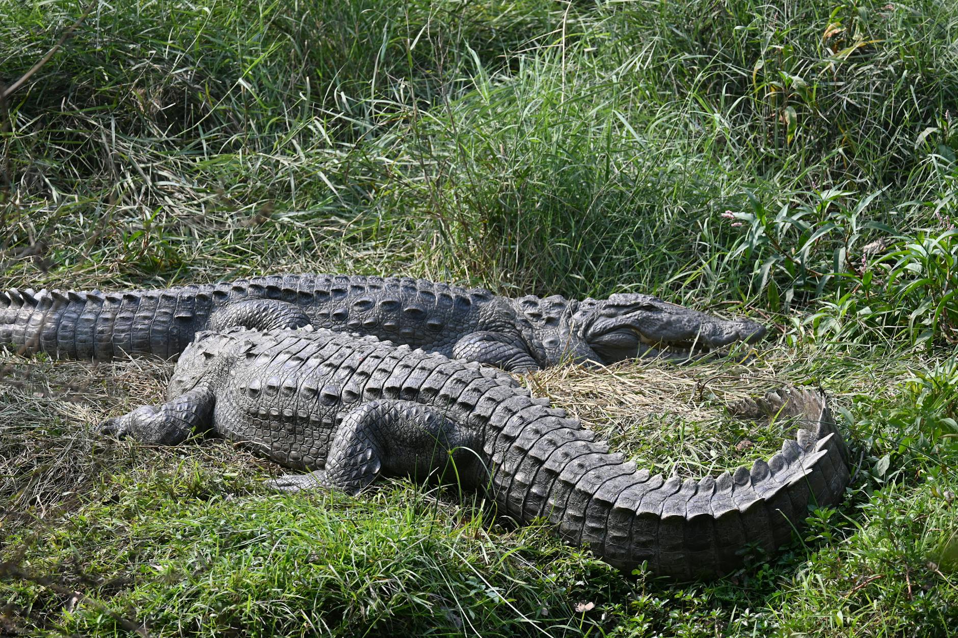 [픽업O/당일O/즉시O]파타야 악어농장 할인입장권