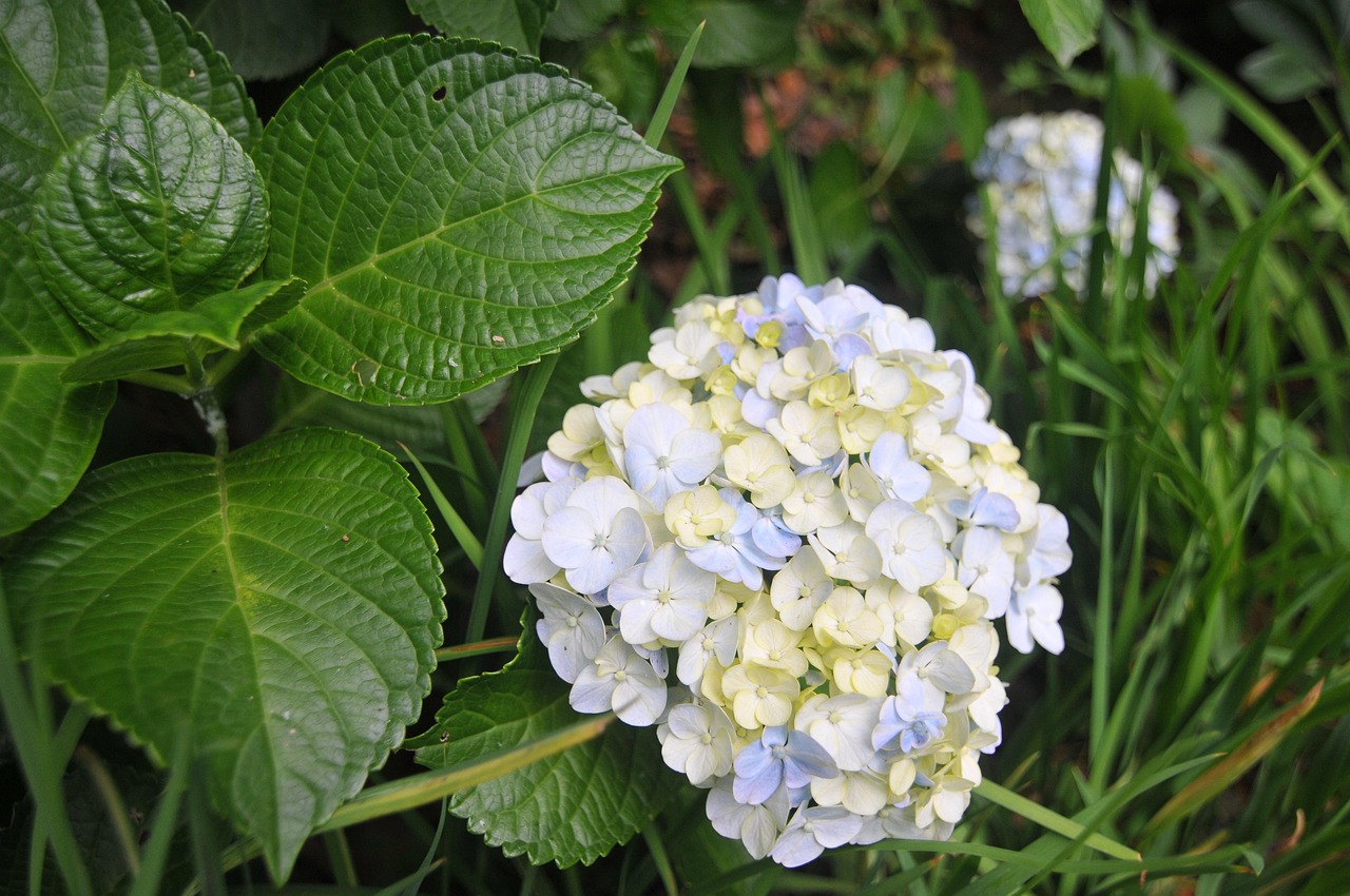 가마쿠라 정원의 아름다운 수국