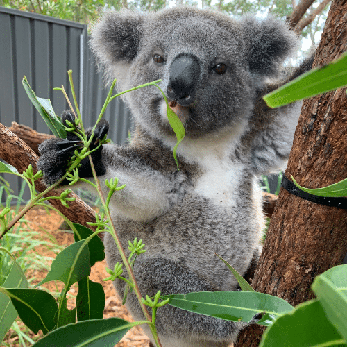 포트스테판 코알라 병원 블링키