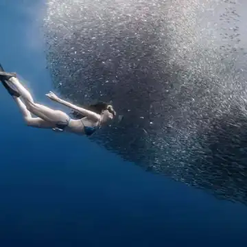 보홀 정어리떼 폭풍