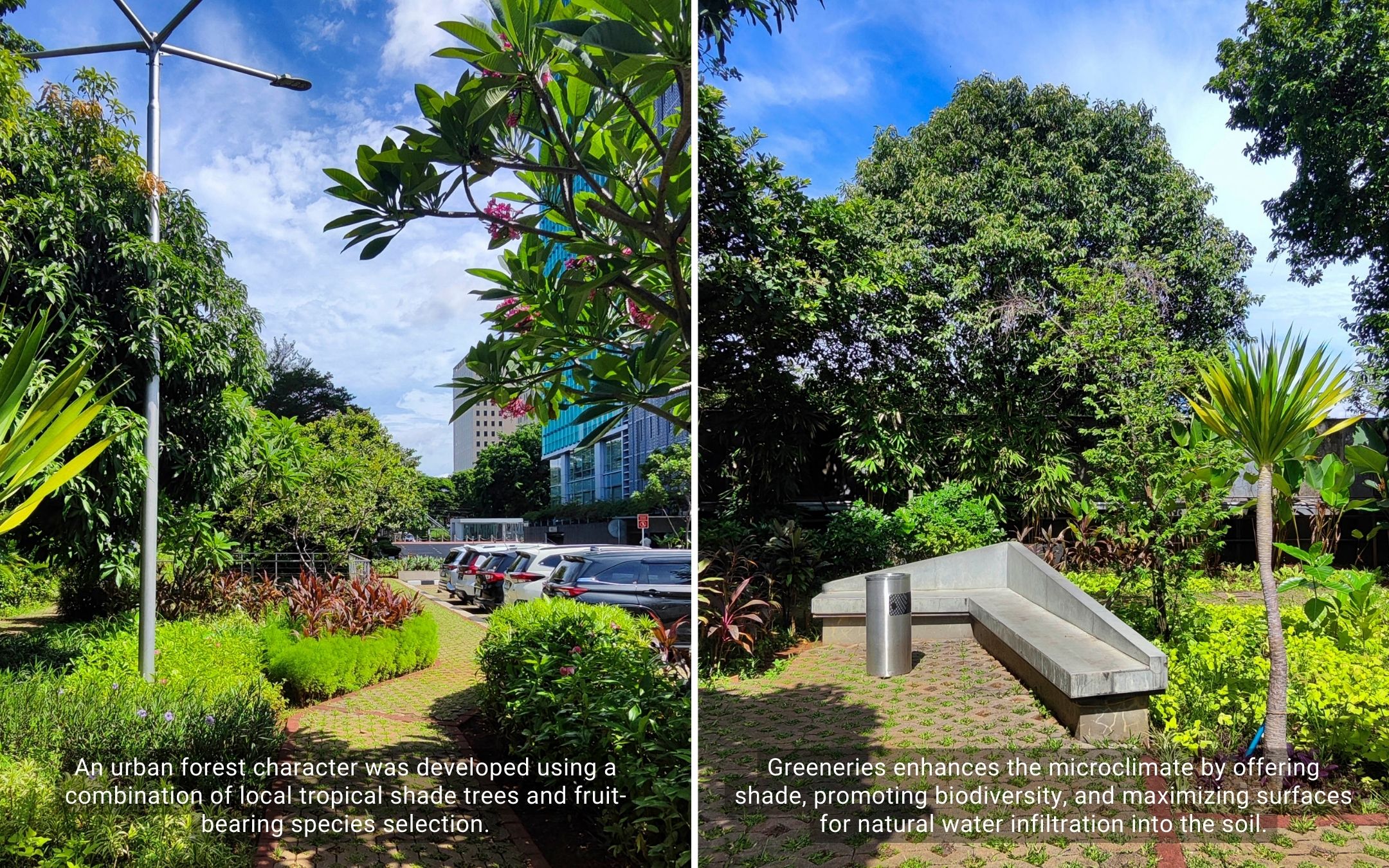 Urban forest planting at TMT Building landscape
