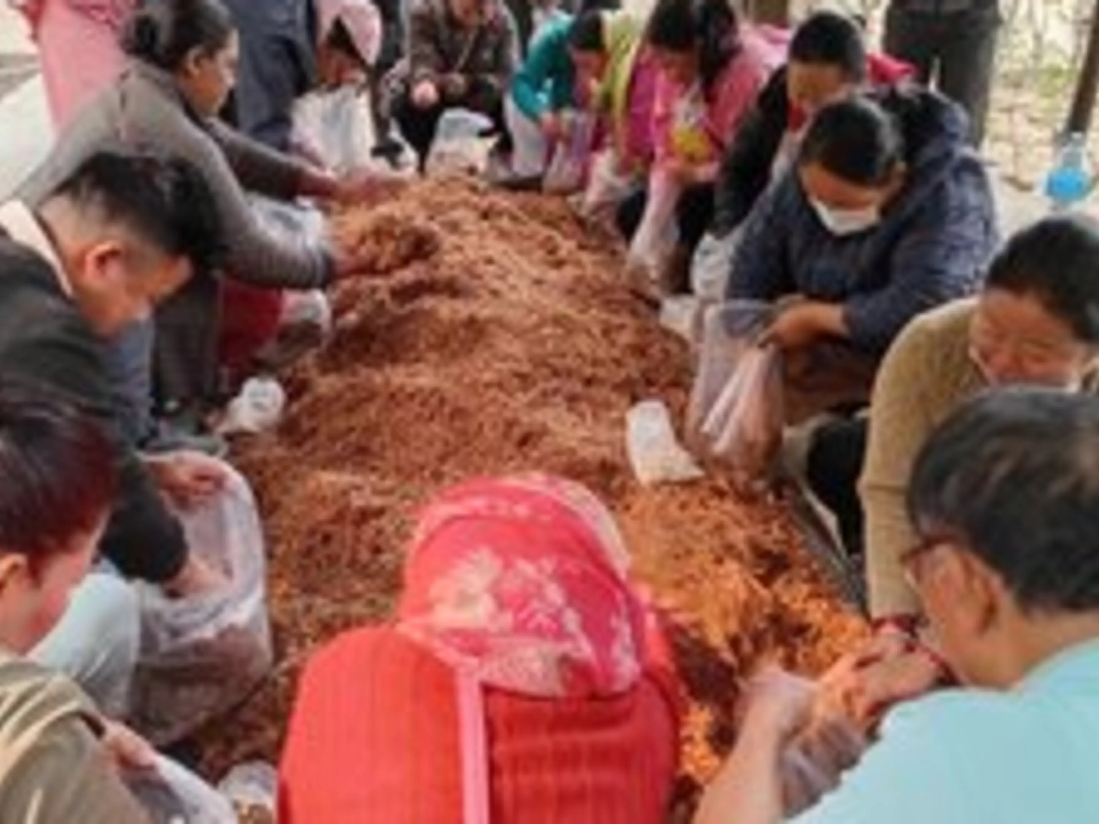 Mushroom farming training session 17