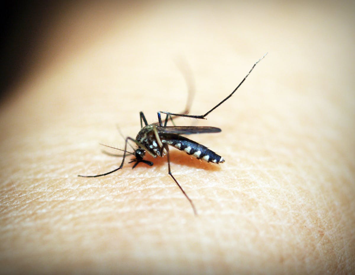 Malaria Symptoms in Urdu: Pehchaan aur Ilaj (ملیریا)