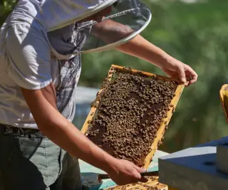 Proprio come un apicoltore