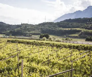 Lungo il sentiero della Nosiola