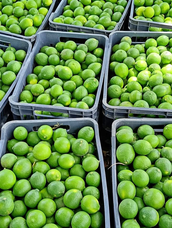 Fotografía del producto: VENTA DE LIMONES AL POR MAYOR Y AL DETALLE - Ángulo 1