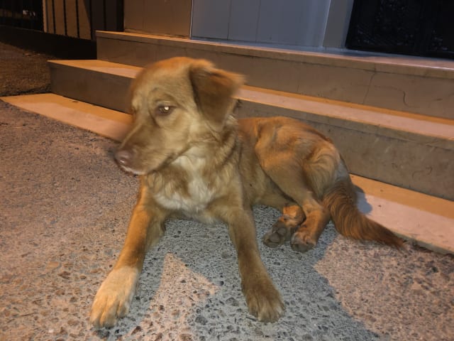 Kedi - Başakşehir