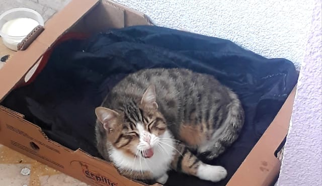 Kedi - Çekmeköy
