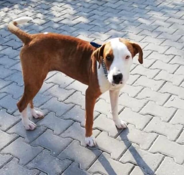 Köpek - Bodrum - Gündoğan