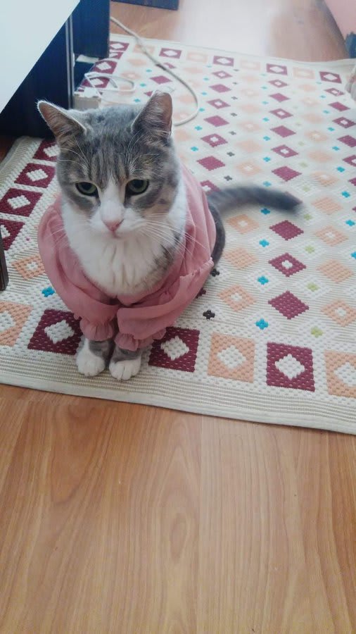 Pati - Kayıp