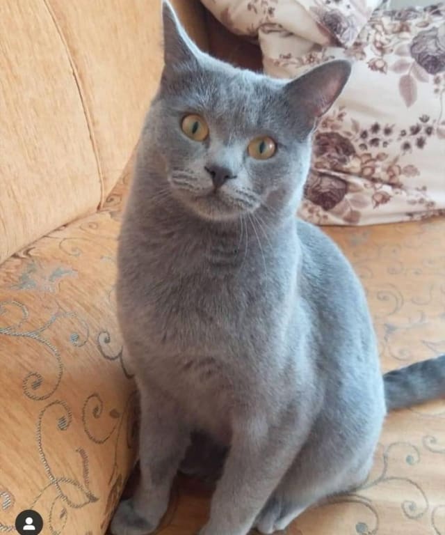Minnoş - Kayıp