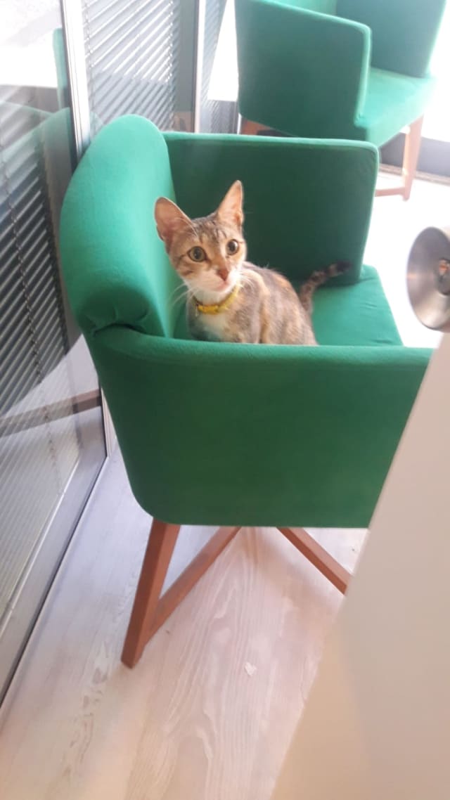 Mavi - Kayıp