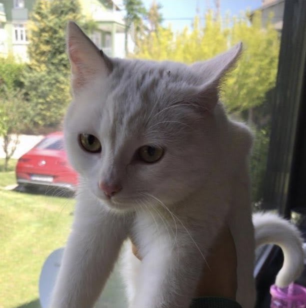 Prenses - Kayıp